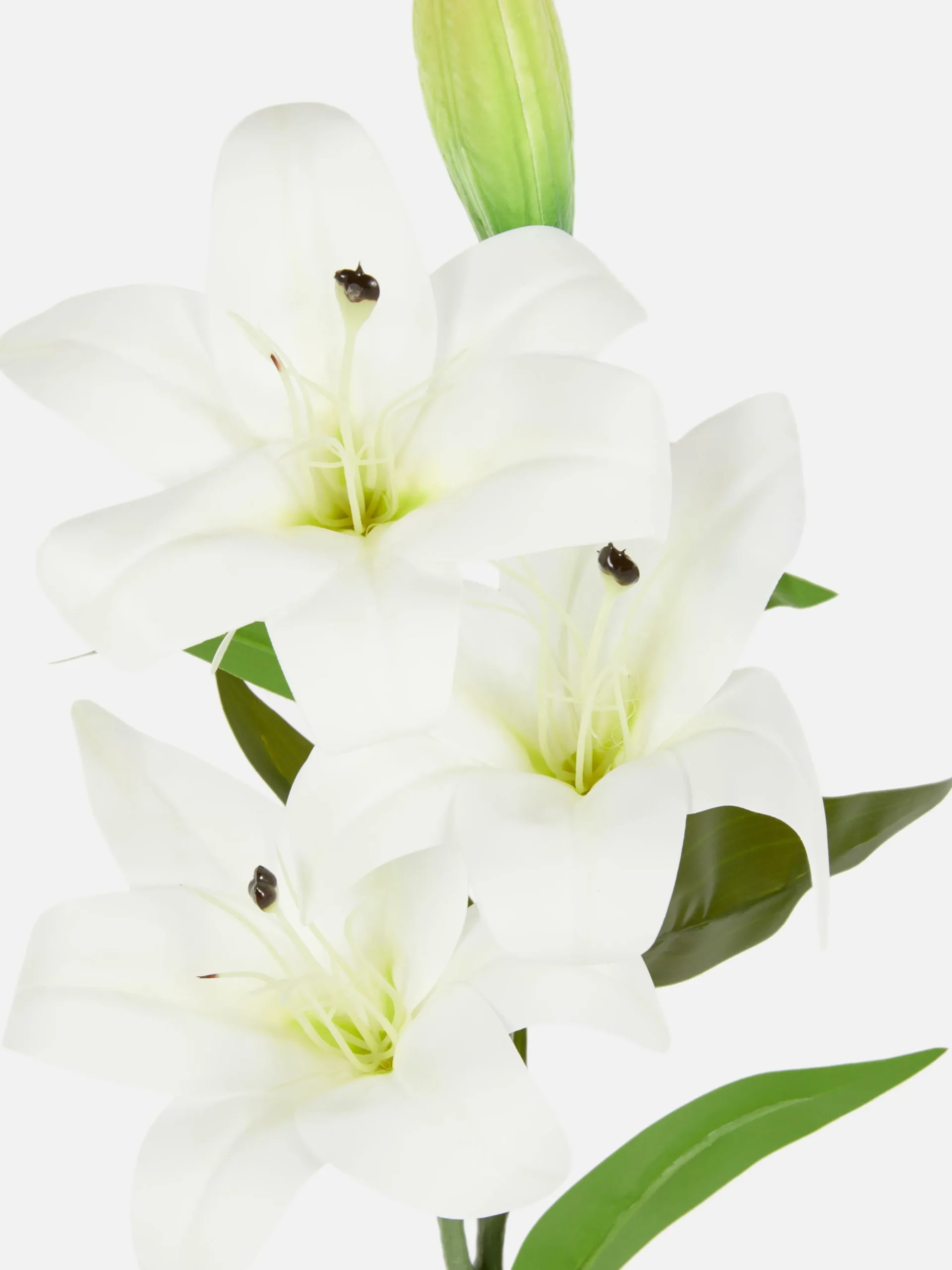 Einstielige Kunstlilie